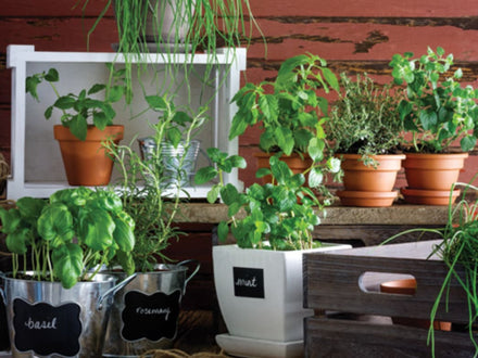 Herb Gardening 101